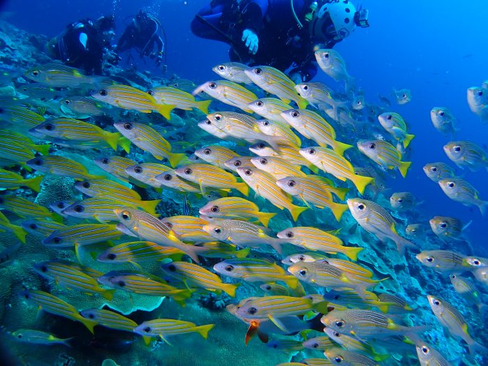 魚の群れ観察