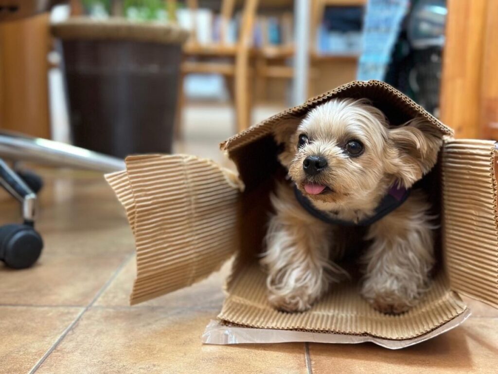 シーポイント看板犬